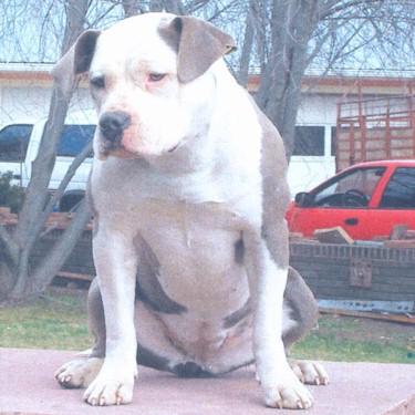 Really Real Pits Icesis Pit Bull.jpg